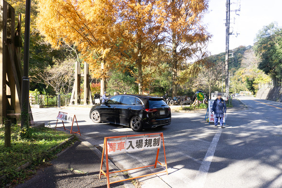 ほしだ園地 紅葉 20241130-5