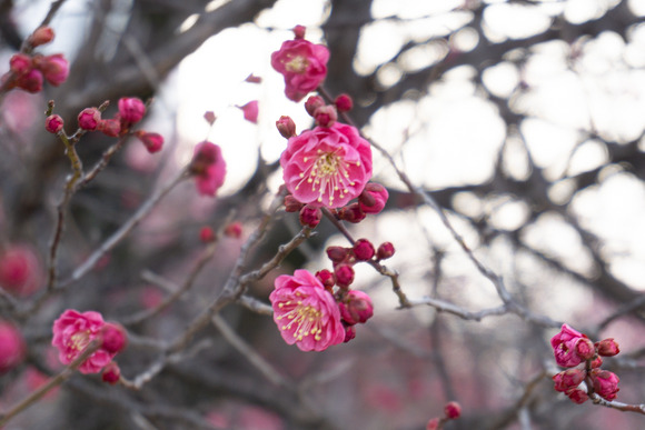 交野女子学院の梅 20250227-1