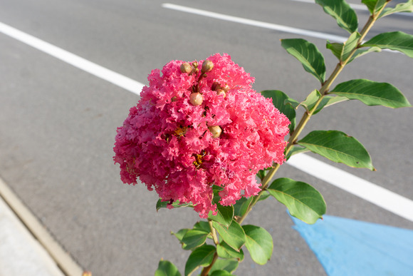 サルスベリ 20240812-2