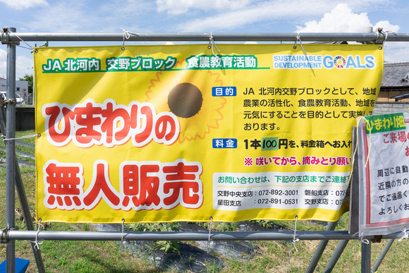 天野が原町の向日葵畑 20240912-3