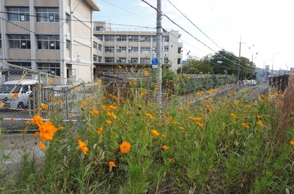 交野高校前のキバナコスモス-1