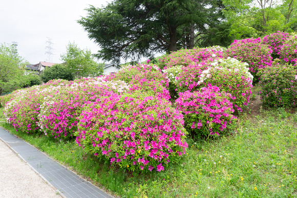 倉治公園 ツツジ 2024042410