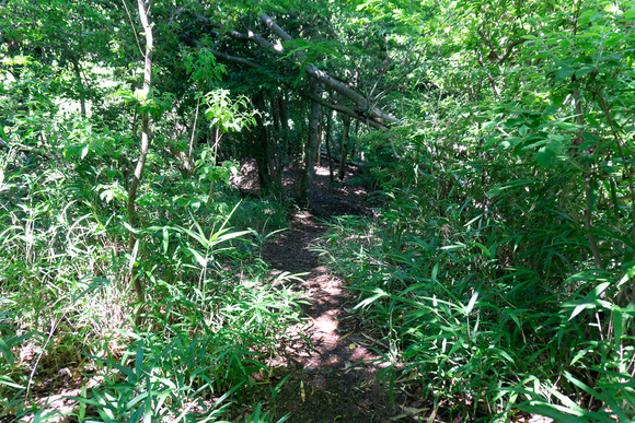 龍王山 20240621120