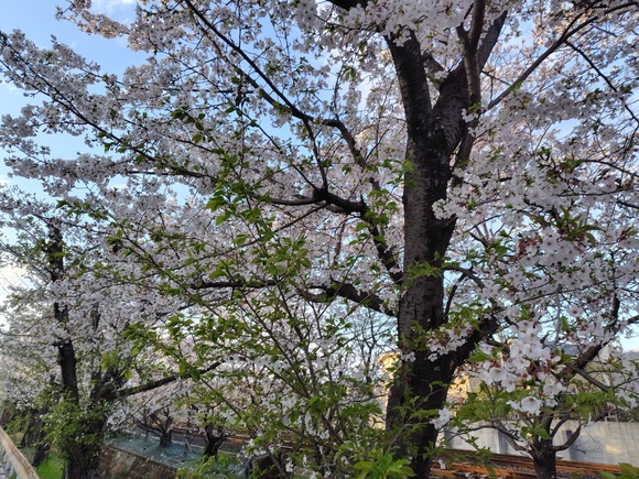郡津駅前の桜 20260405-3