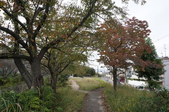 傍示川の桜の紅葉 20241025-4