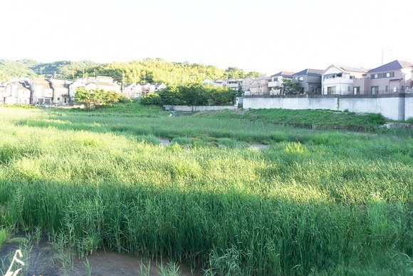 全権堂池 20240808-1