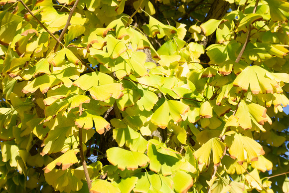 私部のイチョウ 20241127-1