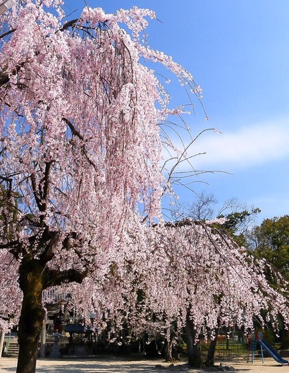 17795685_1823366514653374_4272674081576318129_n