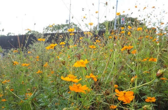 交野高校前のキバナコスモス-3