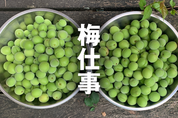 梅仕事シーズンだ！交野産の無農薬な梅で梅シロップを仕込んで