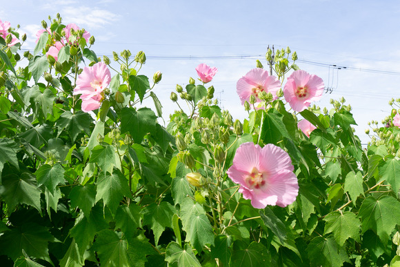 藤が尾の花 20240919-1