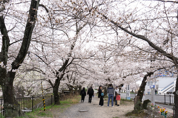 妙見口 桜 20250405-6