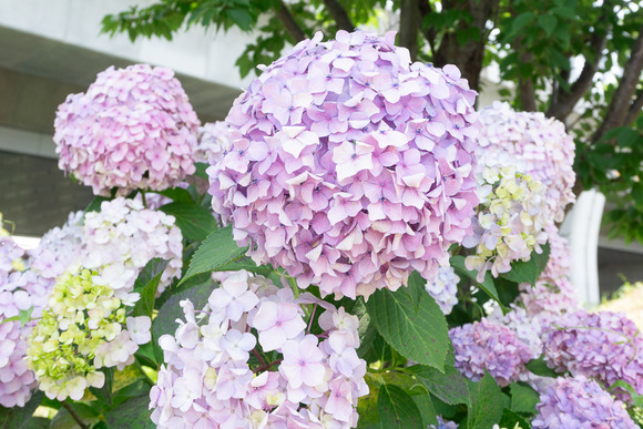 私部南の紫陽花 202406115