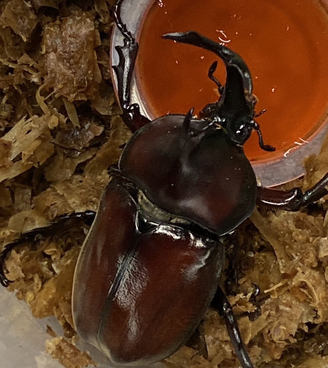 カブトムシ クワガタムシ 売ってる 神宮寺田中農園 レジェンド のカブトムシお兄さんに話を聞いた 交野タイムズ