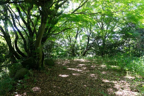 龍王山 2024062198