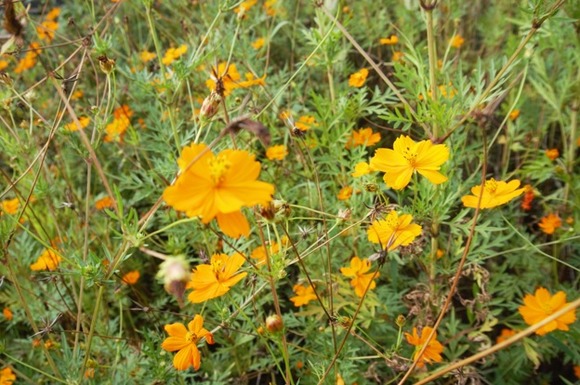 交野高校前のキバナコスモス-4