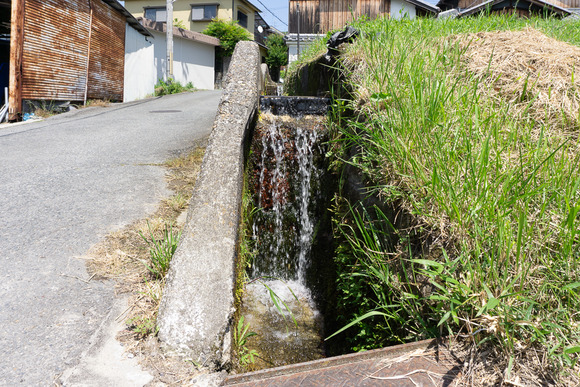 私市の用水路 202405212
