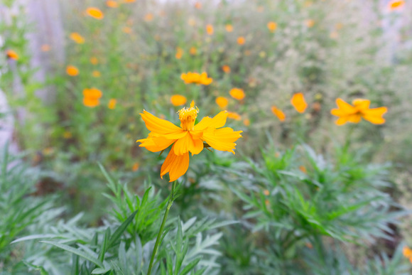 交野高校前のコスモス 20240927-1