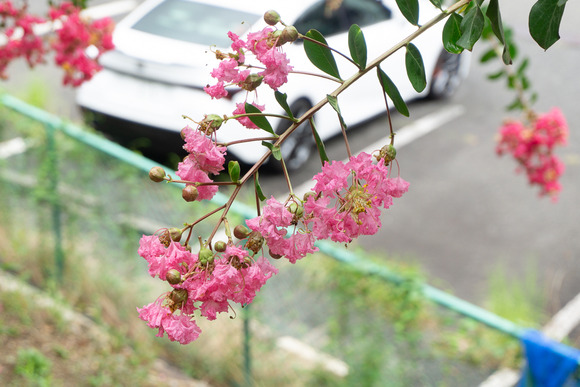 星田公園 サルスベリ 20240820-7