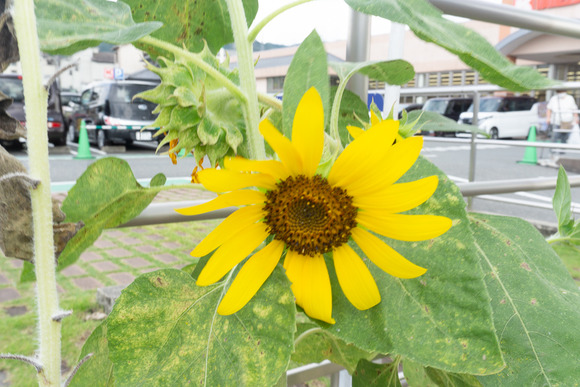 関西スーパー 倉治店 20250813-5