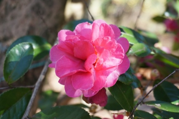 大阪公立大学附属植物園 20250118-3