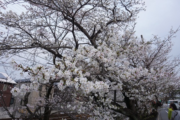 松塚の桜並木-20260329-3