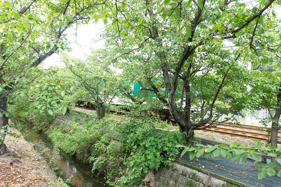 松塚の桜並木 20240902-4