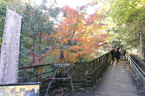 ほしだ園地 紅葉 20241130-22