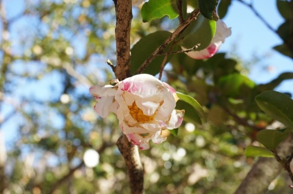 大阪公立大学附属植物園 20250118-9