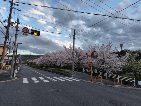 星田の傍示川 20260405-1