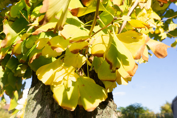 私部のイチョウ 20241127-2