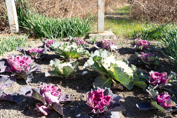 ハボタン 20250126-8