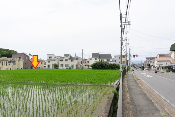 私市のサギ 202406265-2