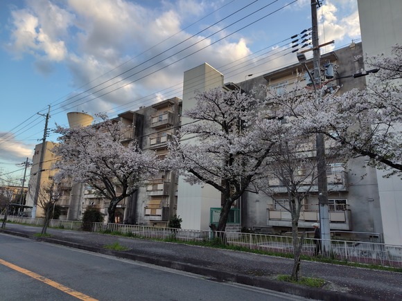 梅が枝 20260405-1