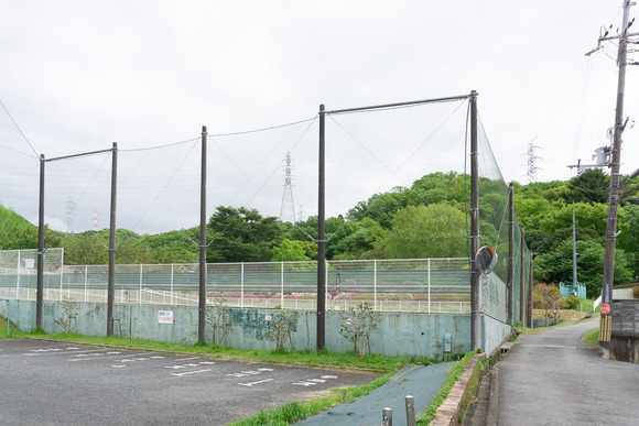 倉治公園 ツツジ 202404241