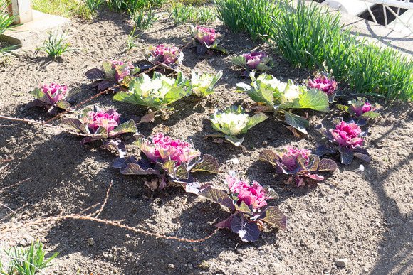 ハボタン 20250126-1