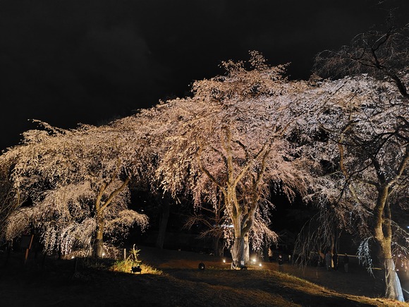 大阪公立大学附属植物園 夜桜 20250328-3