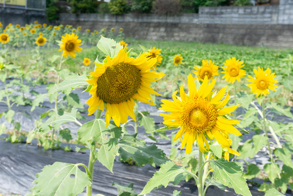 天野が原町の向日葵畑 20240912-13