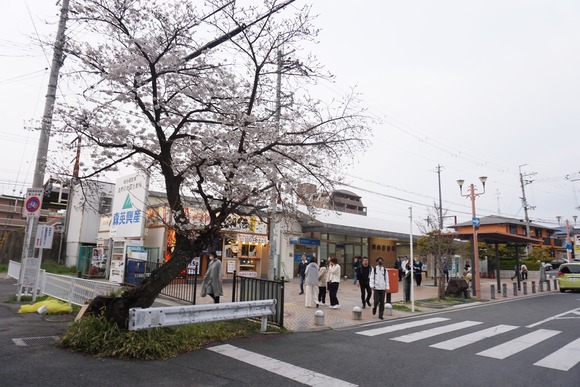 河内磐船駅前の桜-3