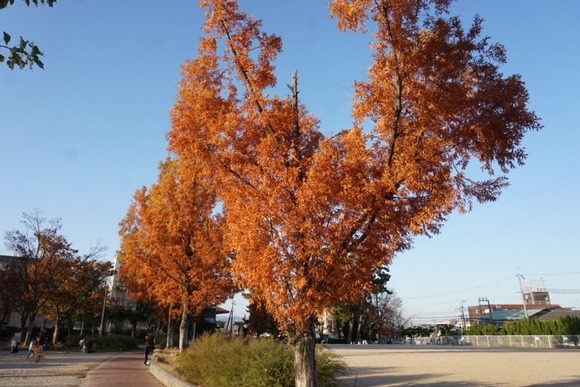 松塚公園 20251130-3