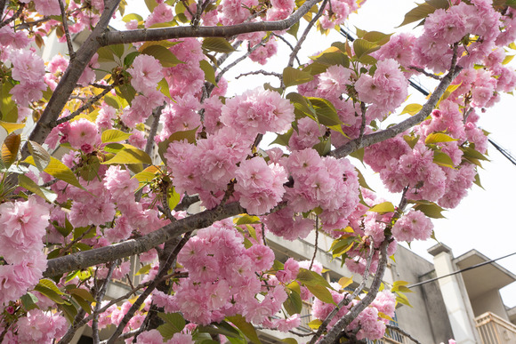 梅が枝の八重桜 202404153