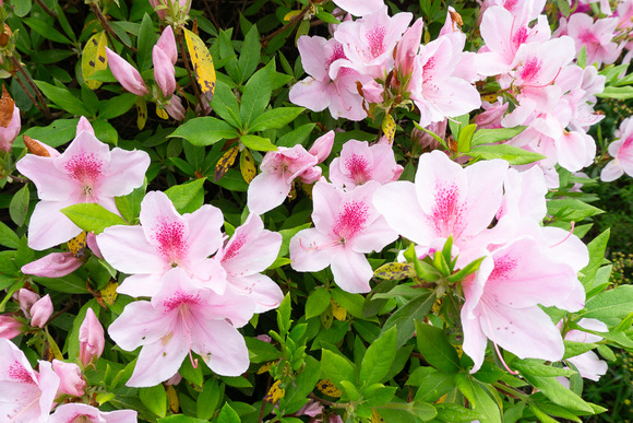 倉治公園 ツツジ 202404244