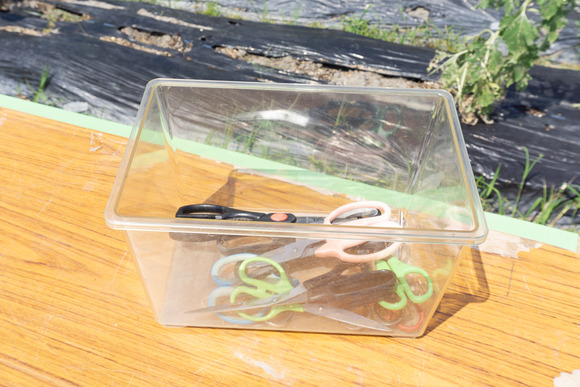 天野が原町の向日葵畑 20240912-9