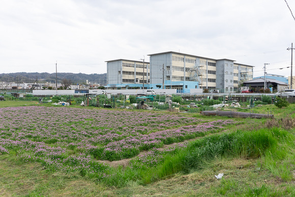 四中横の田んぼ 202404076
