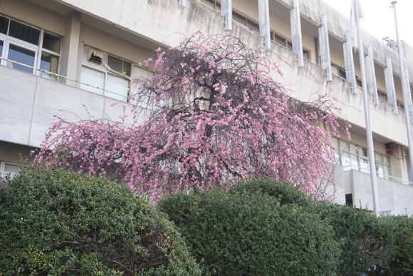 交野市役所 20260223-2