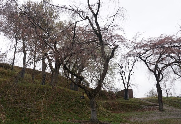 私市かささぎ橋近くの桜 202604-6