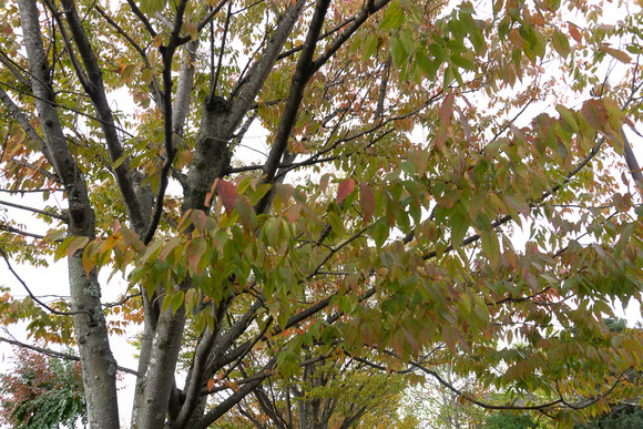 リニアパーク 紅葉 20241110-11