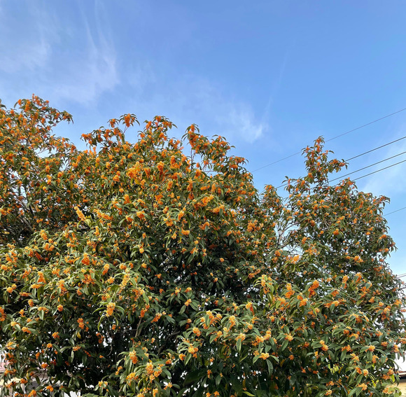 251615156_826225638056210_3911264320598516510_n