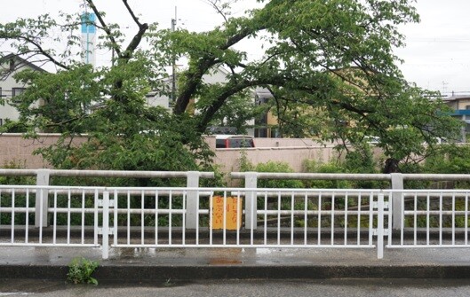 梅雨入り 20250609-7