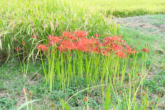 私市の田んぼ 20240930-2